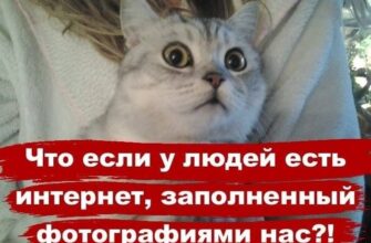 Прикольные фото котов с надписями (132 фото)