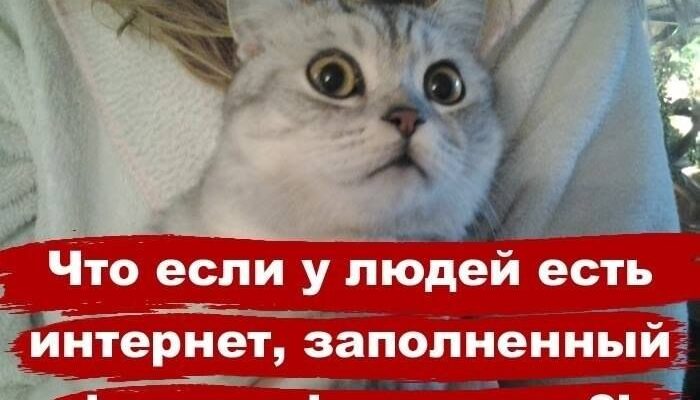 Прикольные фото котов с надписями (132 фото)