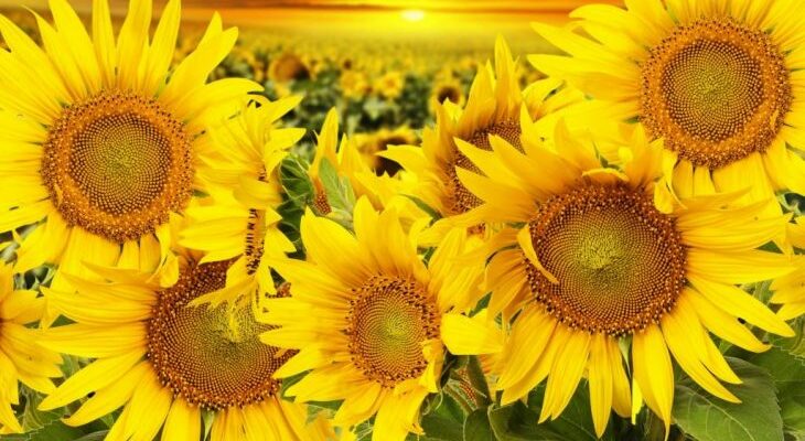 Самые красивые цветы на свете (50 фото)