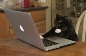 Гифки кошки печатают на клавиатуре