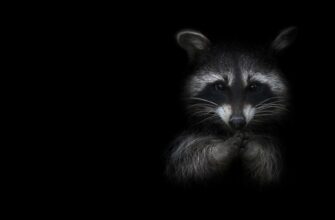 Самые красивые чёрно-белые фото (100 фото)