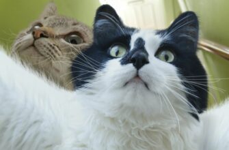 Смешные котики и кошки (100 фото)