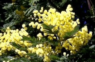 Гифки с цветами Мимозы (20 gif картинок)