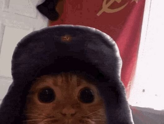 Гифка Кот в Советской шапке на фоне флага СССР