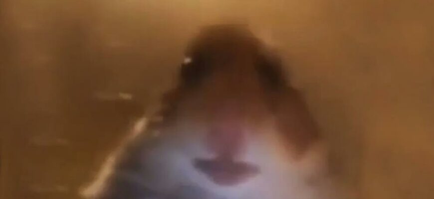 Гифки грустный Хомяк с большими глазами смотрит в камеру