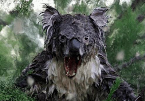 Прикольные гифки с Коалами (15 gif картинок)