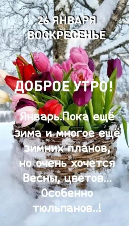 Зимне - весенняя открытка с тюльпанами и пожеланием доброго утра в Воскресенье 26 января.