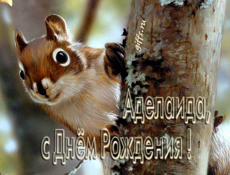 Смешная картинка с белочкой для поздравления Аделаиды с ДР. Смешная картинка с белочкой для поздравления Аделаиды с ДР.