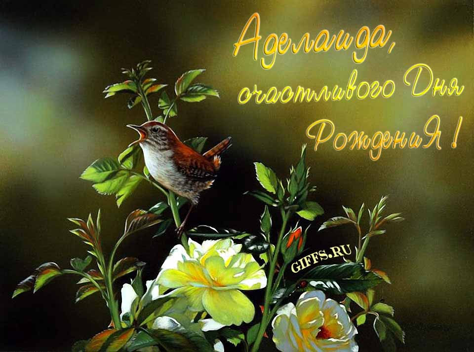 Прикольная картинка с кричащей птичкой : "Аделаида, счастливого дня рождения!". Прикольная картинка с кричащей птичкой : "Аделаида, счастливого дня рождения!".