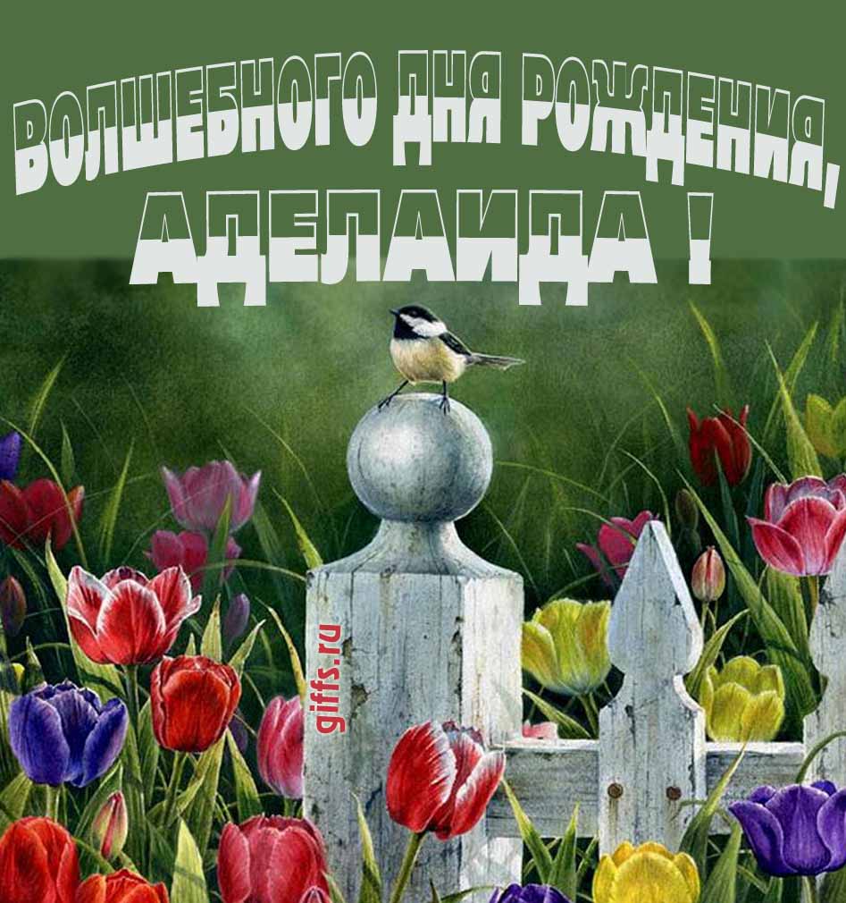 Нежная картинка с разноцветными тюльпанами и надписью "Волшебного дня рождения, Аделаида!". Нежная картинка с разноцветными тюльпанами и надписью "Волшебного дня рождения, Аделаида!".