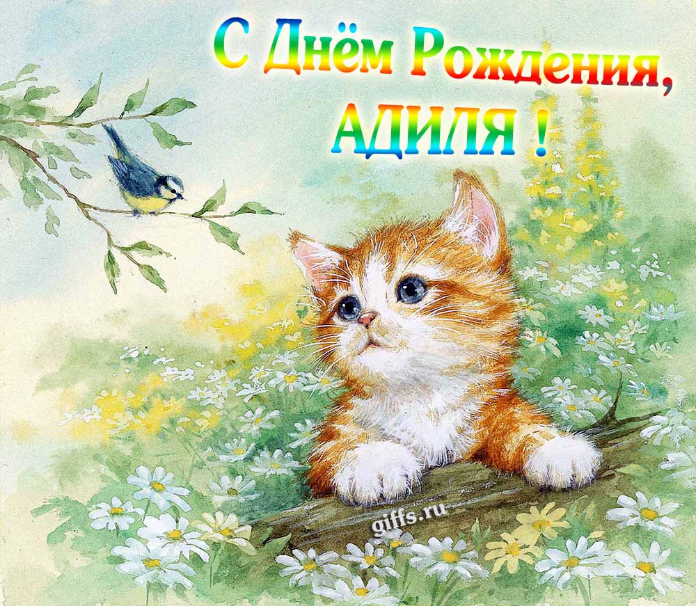 Красивая картинка с котёнком в полевых ромашках для поздравления Адили с днём её рождения.