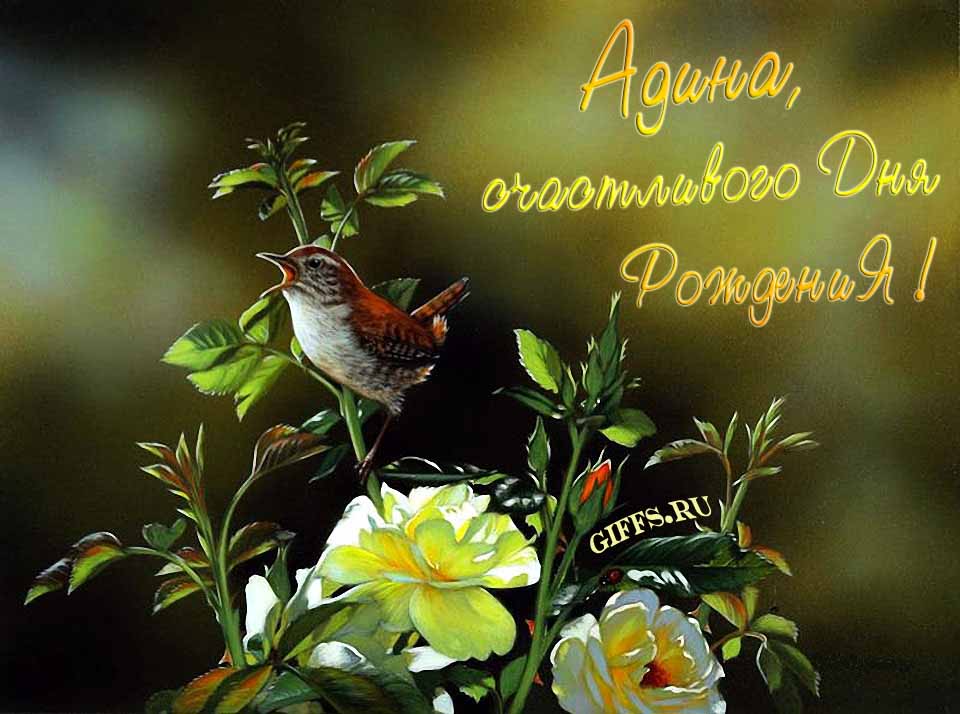 Прикольная картинка с кричащей птичкой : "Адина, счастливого дня рождения!".