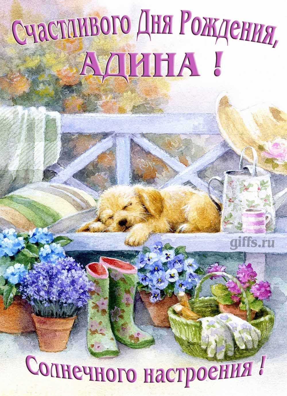 Прикольная картинка с собачкой и пожеланием Адине счастливого дня рождения и солнечного настроения.