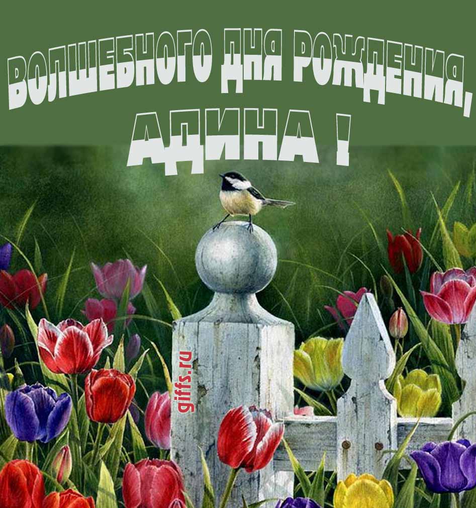 Нежная картинка с разноцветными тюльпанами и надписью "Волшебного дня рождения, Адина!".