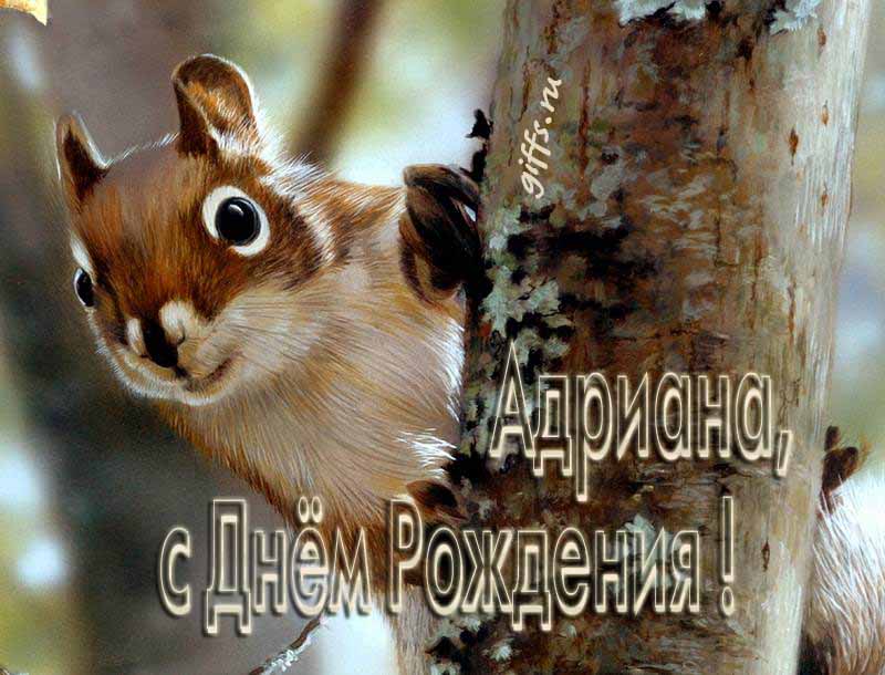 Смешная картинка с белочкой для поздравления Адрианы с ДР.