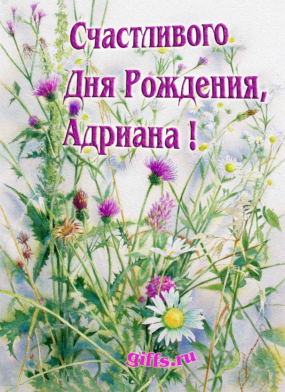 Картинка с луговыми цветами и пожеланием счастливого дня рождения девушке Адриане.
