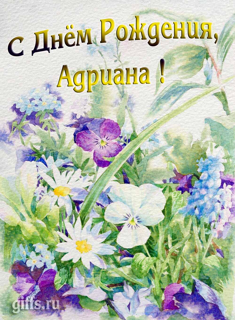 Красивая открытка с полевыми цветами для красотки Адрианы в день рождения.