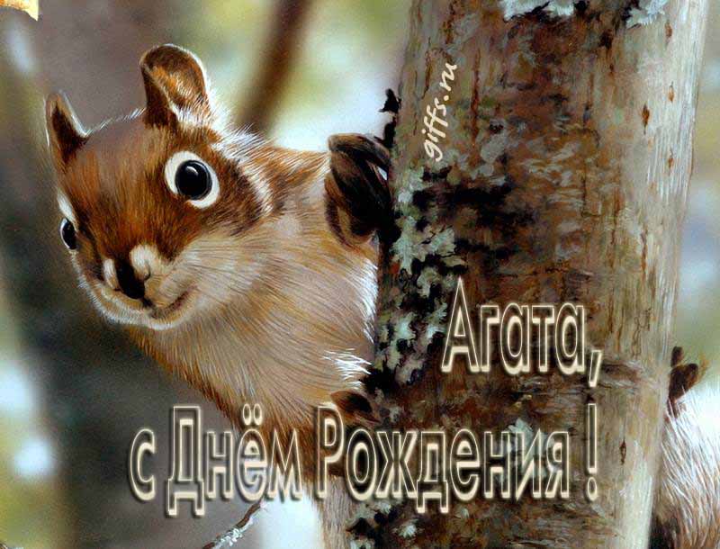 Смешная картинка с белочкой для поздравления Агаты с ДР.