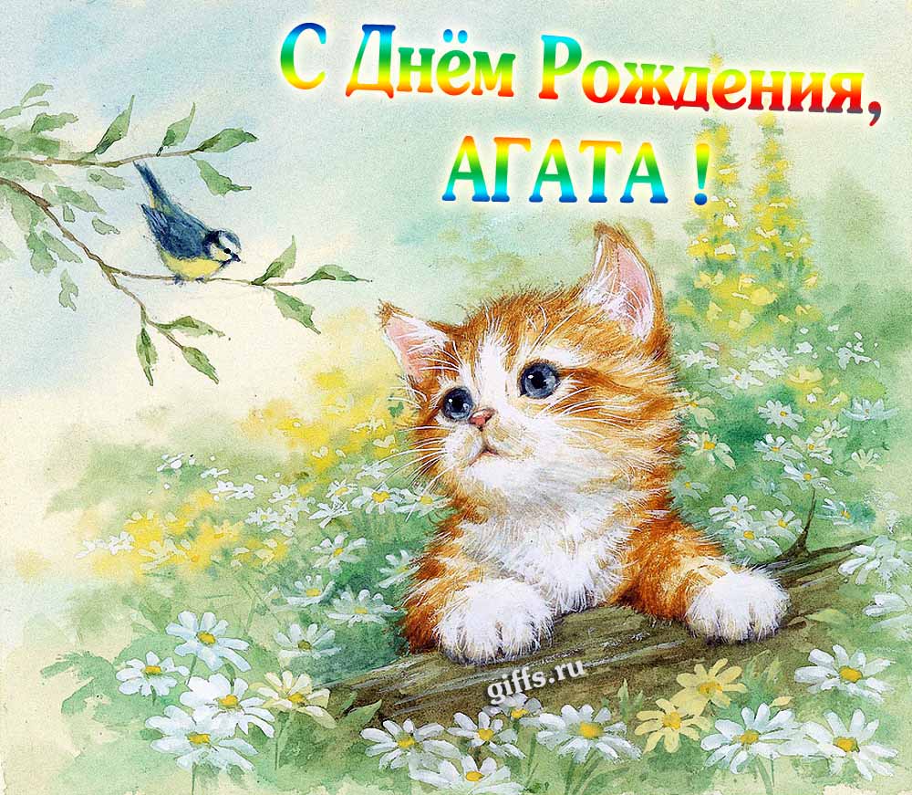 Красивая картинка с котёнком в полевых ромашках для поздравления Агаты с днём её рождения.