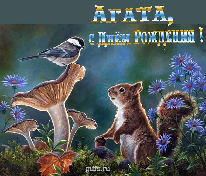 Прикольная и смешная открытка с белочкой среди грибов для поздравления Агаты с ДР.