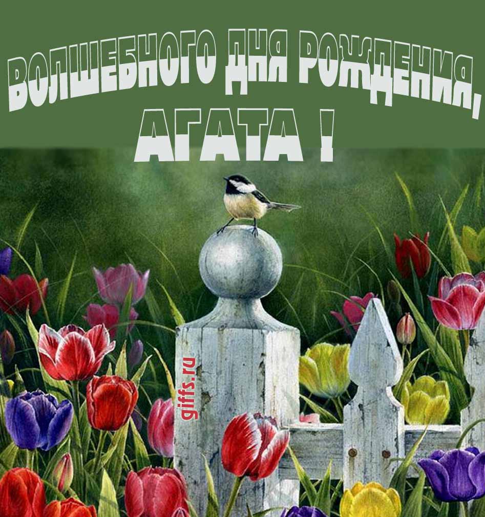 Нежная картинка с разноцветными тюльпанами и надписью "Волшебного дня рождения, Агата!".