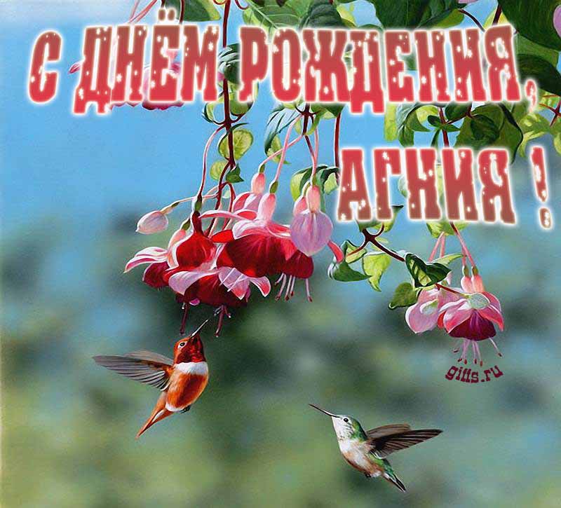 Яркая летняя открытка с птичками в цветах ко дню рождения Агнии.