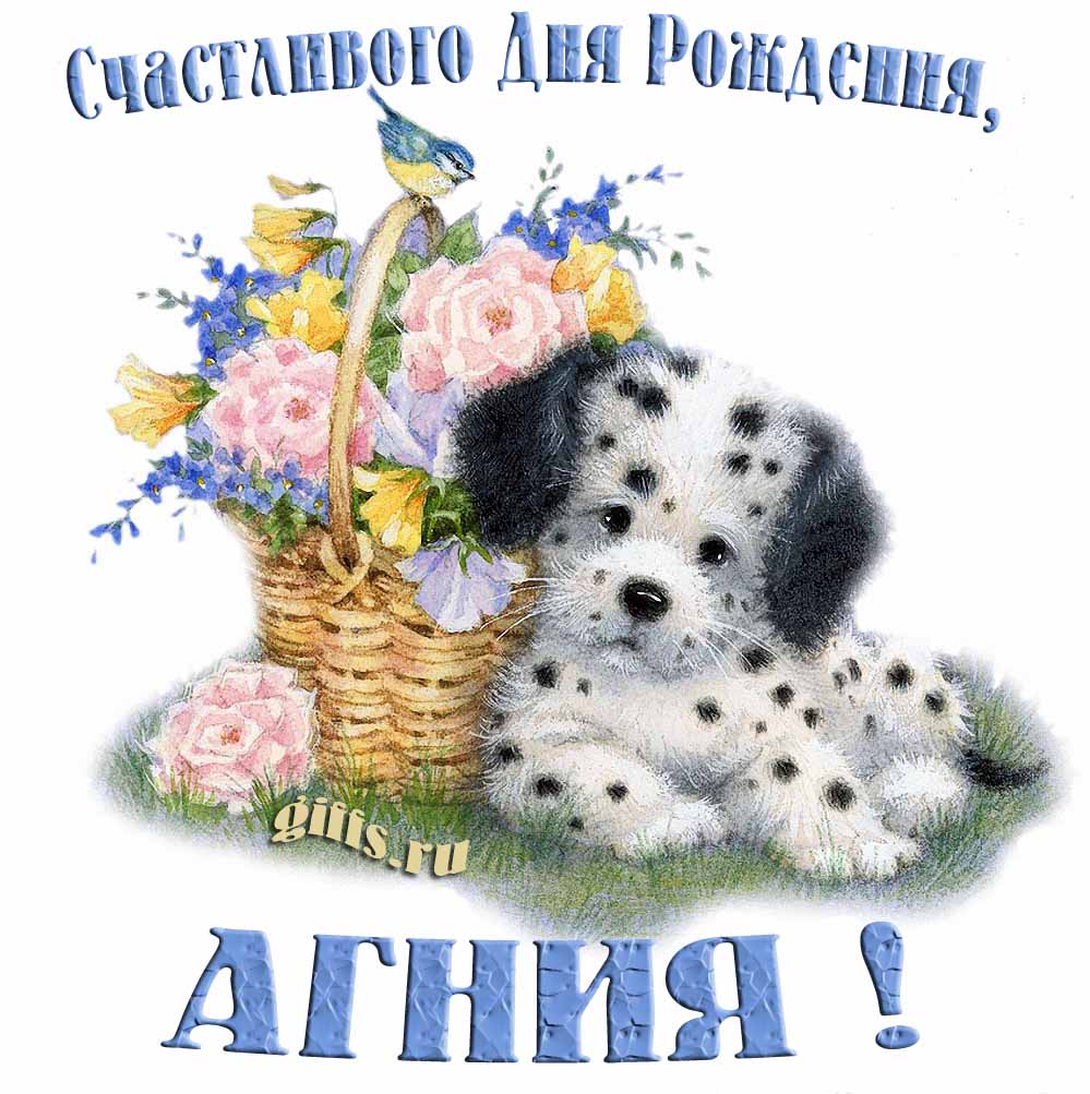Прикольная и смешная открытка с корзиной цветов и собачкой для пожелания счастливого дня рождения Агнии.