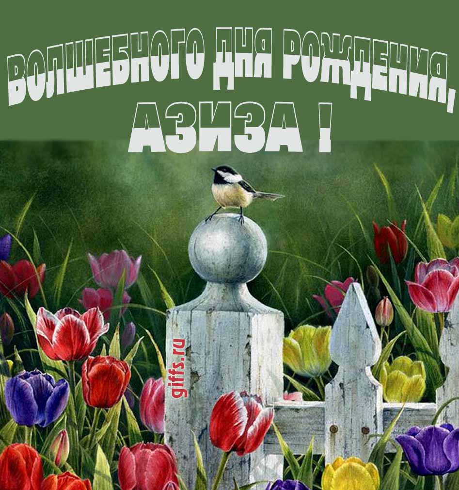 Нежная картинка с разноцветными тюльпанами и надписью "Волшебного дня рождения, Азиза!".