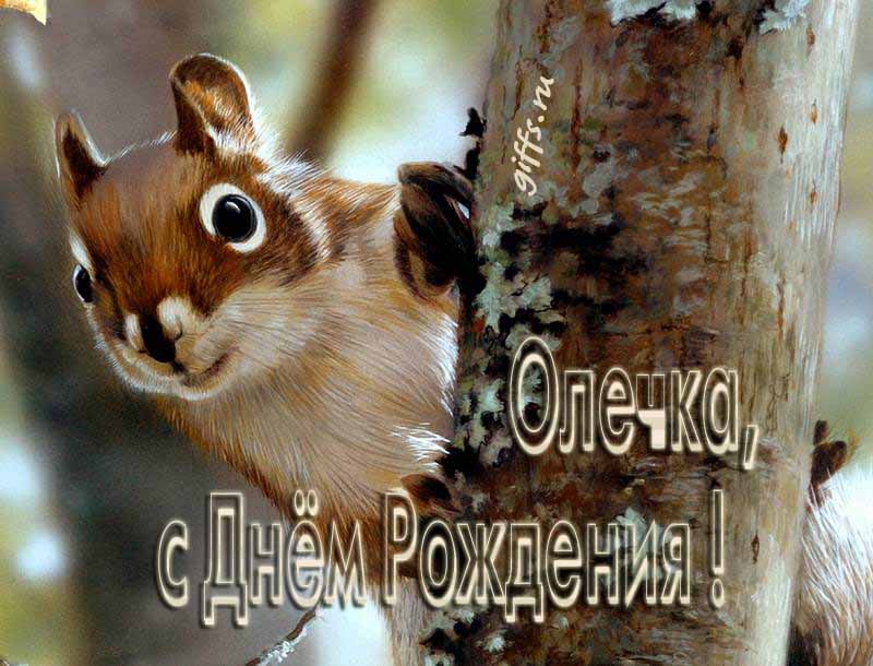 Смешная картинка с белочкой для поздравления Ольги с ДР.