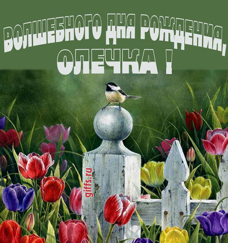 Нежная картинка с разноцветными тюльпанами и надписью "Волшебного дня рождения, Ольга!".