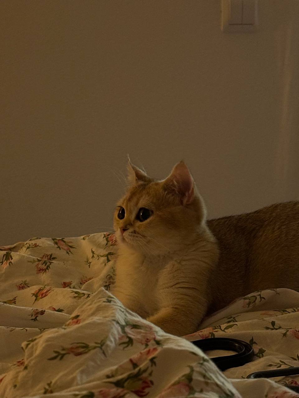 Кошка Бусинка. Кошка Бусинка.