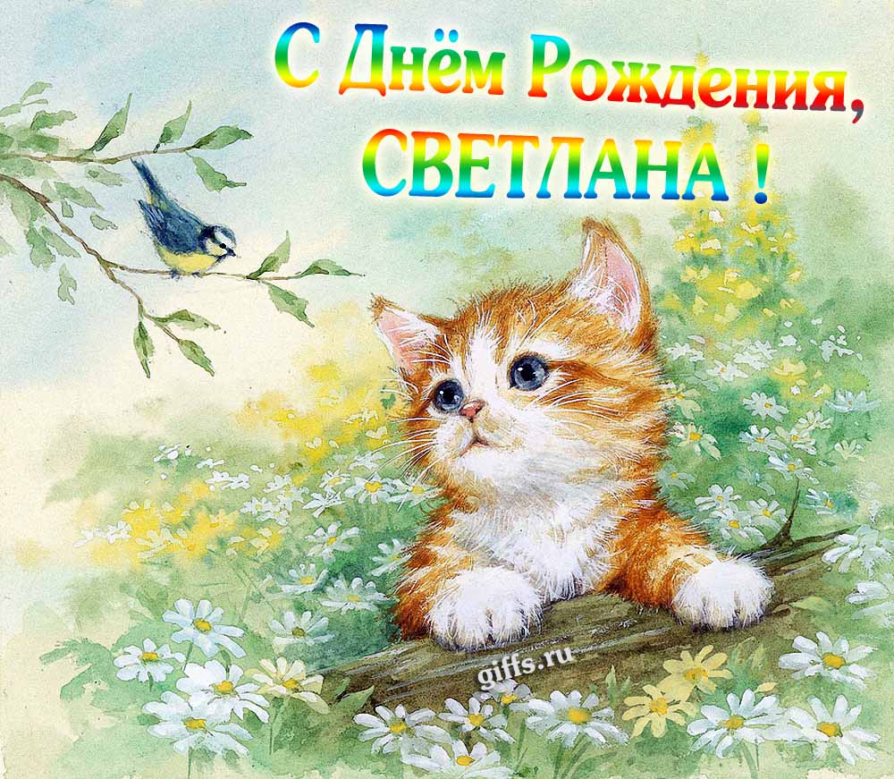 Красивая картинка с котёнком в полевых ромашках для поздравления Светланы с днём её рождения.