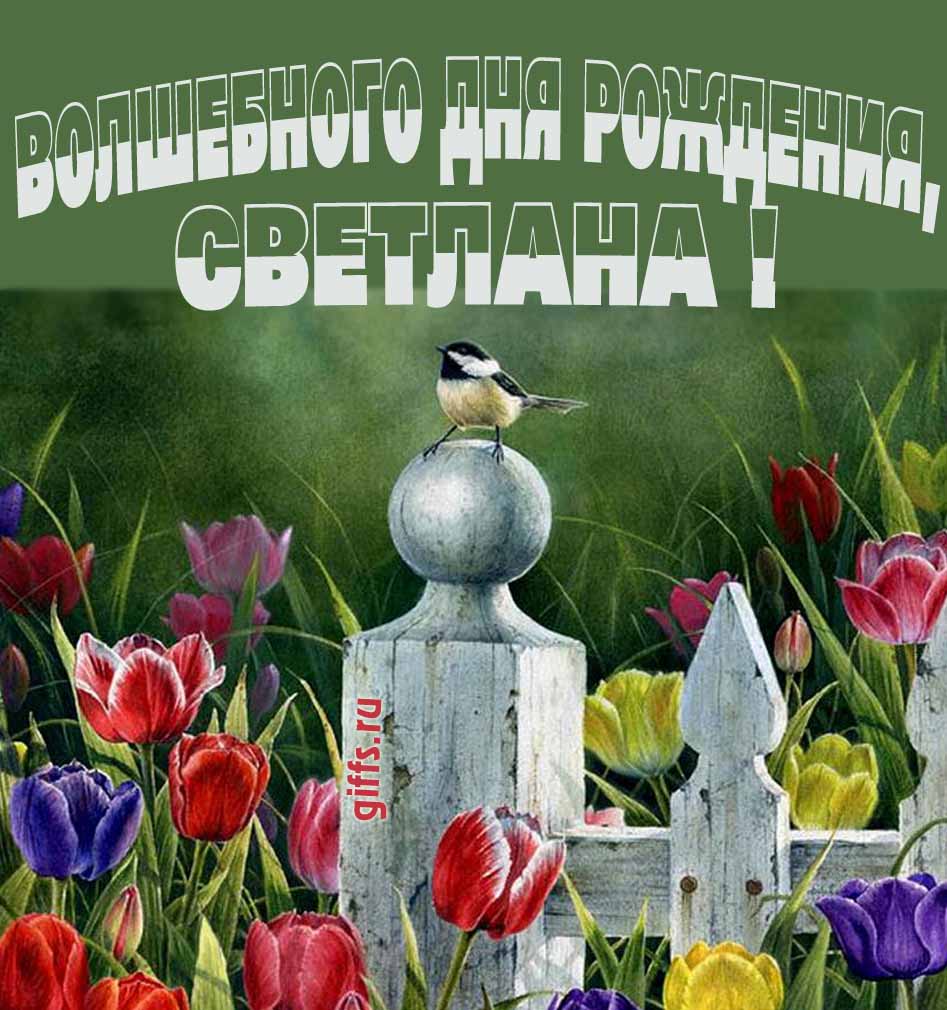Нежная картинка с разноцветными тюльпанами и надписью "Волшебного дня рождения, Светлана!".